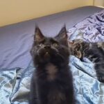 Pure breed Mainecoon female kitten in Dubai