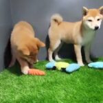 Shiba inu in Dubai