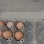 Isabella brahma eggs for hatching 10pcs in Abu Dhabi
