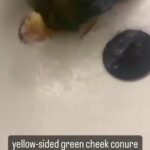 Conure in Dubai