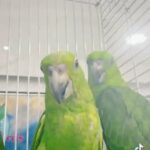 يلو ناب فروخ الحجم سوبر 6000 المكان العين in Al Ain