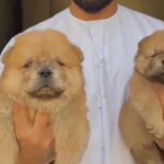 Chowchow Puppy’s Available in Ajman