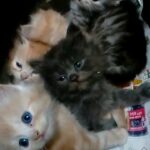 Persian Kittens 7 Weeks in Abu Dhabi