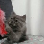 Persian kitten in Abu Dhabi