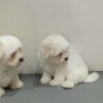 Maltese Puppies SOLD in Dubai