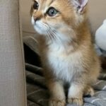 last kitten for sale ‼️ in Sharjah