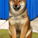 Rare RED SESAME Shiba Inu With FCI Pedigree in Dubai