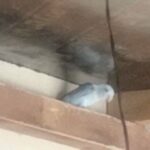 Pacific Parrolets in Sharjah