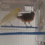 Canaries for sale in Sharjah