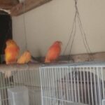 Canaries for sale in Sharjah