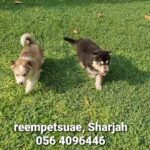 Husky Long Coat Puppies in Sharjah