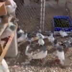 حمام باكستاني طيار مشروط | Pakistani pigeons high fly in Abu Dhabi