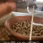 فروخ كاسكو عرض حصري in Al Ain