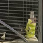 Chinchillas in Dubai