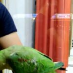 نيبالي ذكر اليف حجم جامبو جناح كامل وذيل كامل طير مزارع محجل حجل اصلي ذهبي in Ajman