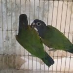 بلو هيد باينوس من النوادر زوج مفحوص DNA محجلين حجل اصلي ذهبي جاهزين للإنتاج in Ajman