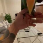 eclectus parrot in Dubai