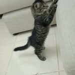 4 MONTHS OLD SIBERIAN MALE CAT LOOING FOR NEW HOME in Ajman