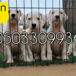 dogo argentino puppies for sale in Sharjah
