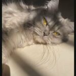 Norwegian forest cat x MaineCoon in Sharjah