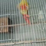 Conure pair for sale in Sharjah