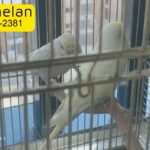 budgie breeding pair in Abu Dhabi