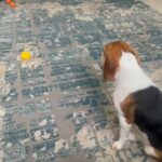 Beagle Mom in Dubai