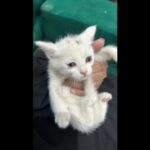Cat For Adoption Mix قطع للتبني مكس شيرازي برتش in Fujairah
