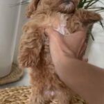 *OFFER PRICE* CAVAPOO FEMALE HEALTHY PUPPY AVAILABLE in Dubai
