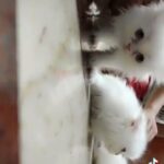 siberian kittens in Ajman