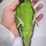 اصغر مكاو بالعالم العمر ثلاث شهور اكثر طير متكلم بالمكاوات in Al Ain