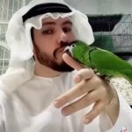 متوفر الان اصغر مكاو في العالم على 2000 درهم طبعن من الطيور المتكمله in Al Ain