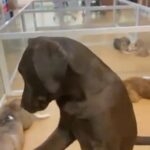 Labrador Retriever in Dubai