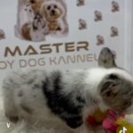 Welish Corgi Puppy ( Rare Color❗️❗️❗️ Blue Merle Tan💙🤍💛🤎❗️ ) in Dubai