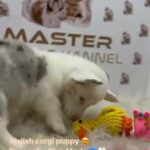 Blue Merle Welsh Corgi Puppy ( Rare Color ) ❗️❗️❗️ in Dubai
