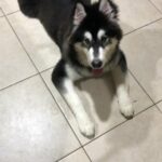 Alaskan Malamute 3 Years! in Dubai