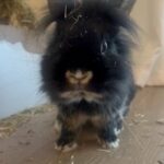 Rabbit For Adoption in Dubai