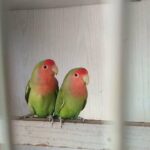 Roz love bird breeding pair with 4 ages 300 in Sharjah