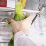 فروخ امازون يلو ناب اخر حبتين الحبه 6000 المكان العين in Al Ain