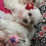 [SOLD] Maltese available 🐶🐶🐶 in Dubai