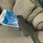 kitten for adoption in Ajman