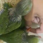 India Ringneck Parrots Babies Age 45 Days For Sale in Sharjah