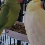 Female Cokatiel up for adoption in Dubai