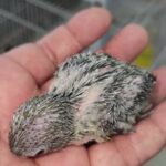 Parrotlet أصغر بغبغاء متكلم in Abu Dhabi