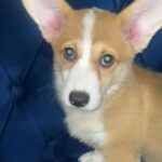 Pure Breed Welsh Corgi Pembroke in RAK City