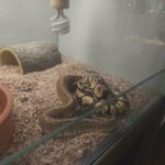 ball python enchi in Dubai
