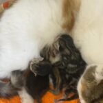 female british with 3 kittens in Al Ain