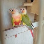 Conure breeding pair for sale in Sharjah
