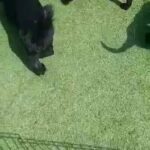 Labrador Black Retriever Puppies in Dubai