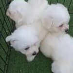 Maltese Puppies in Dubai